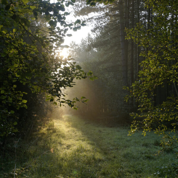 Forest near Wool, 'Tess' country